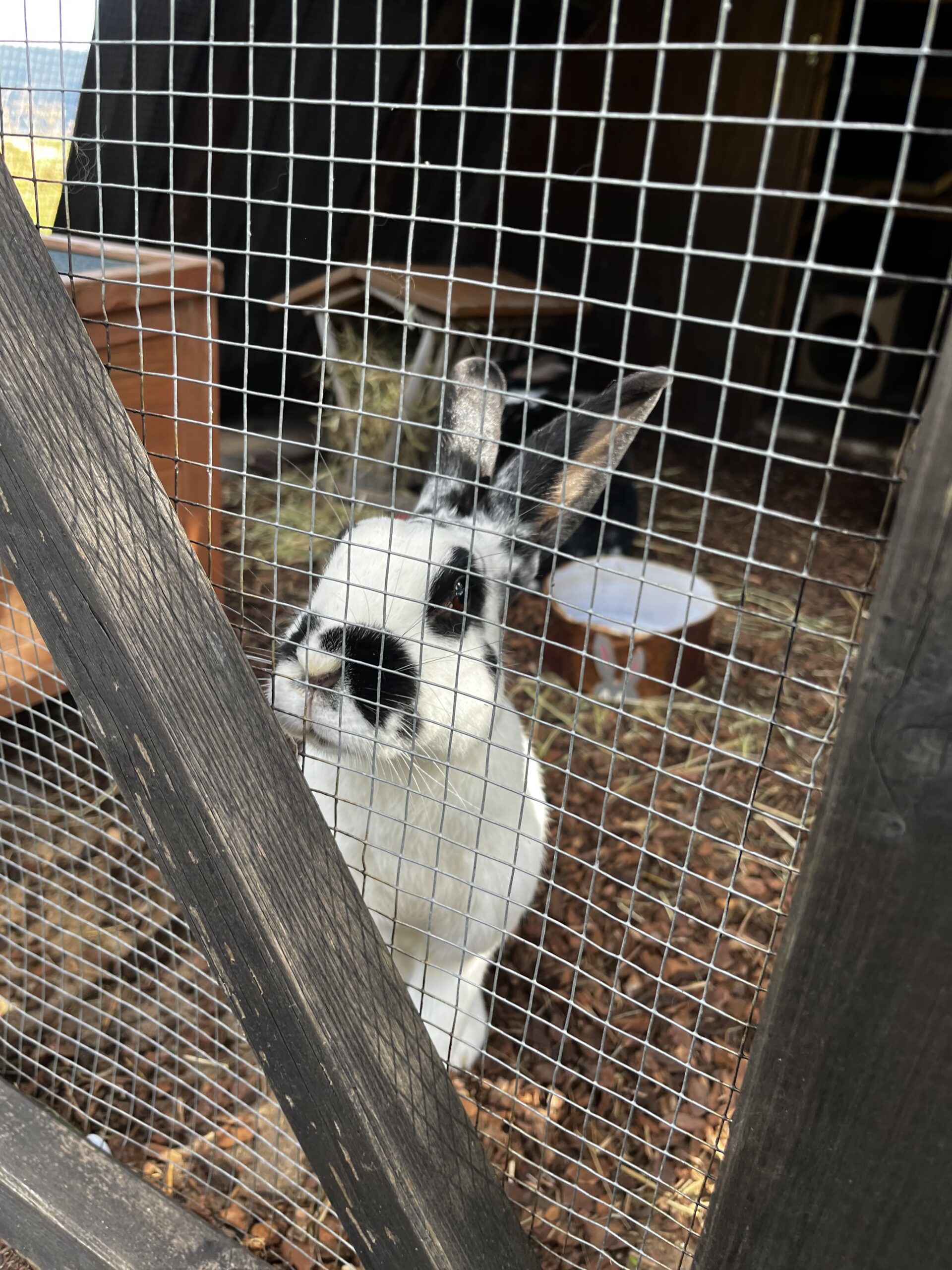 Un lapin blanc et noir derrière le grillage de son abri