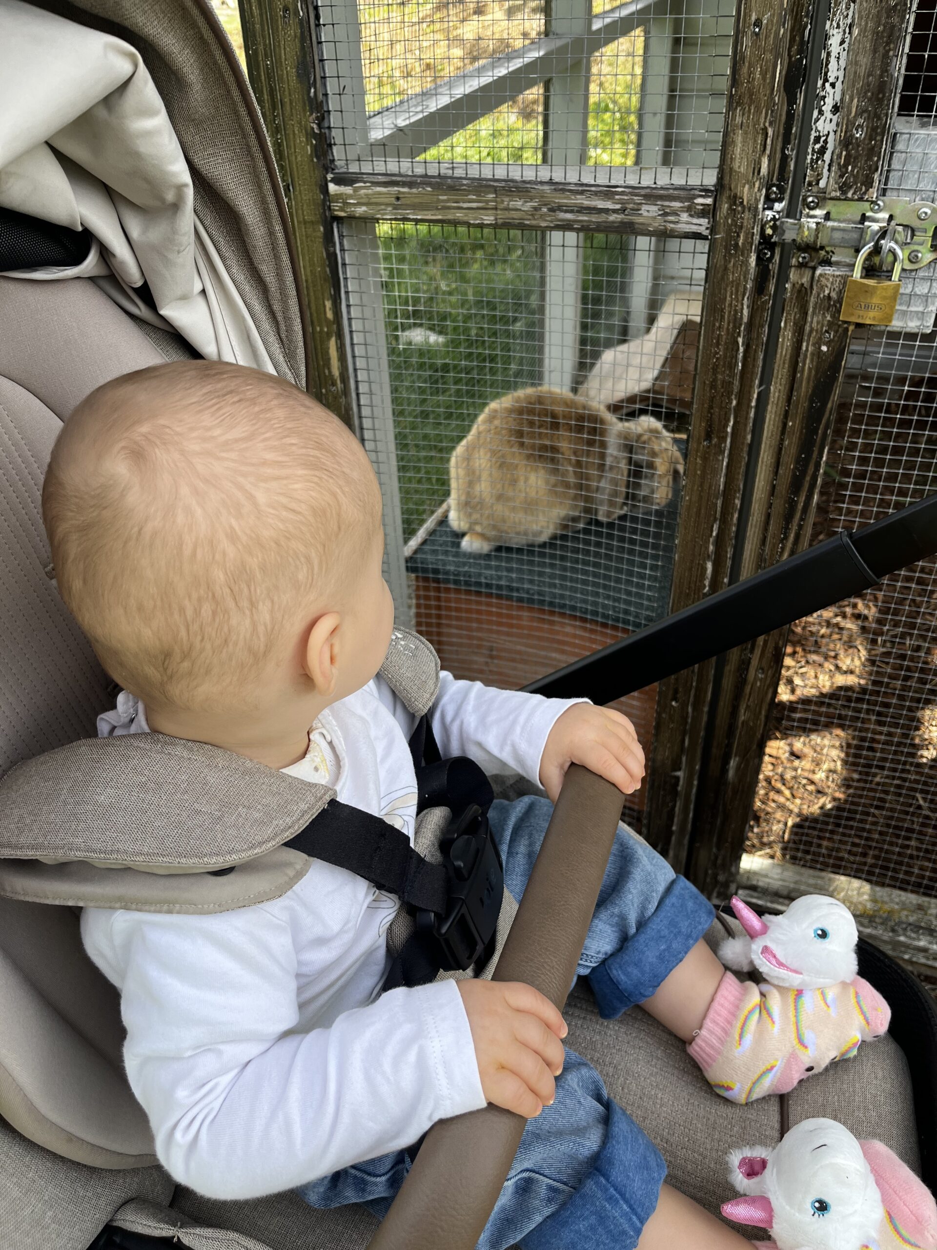 Patachou devant un lapin dans sa cabane