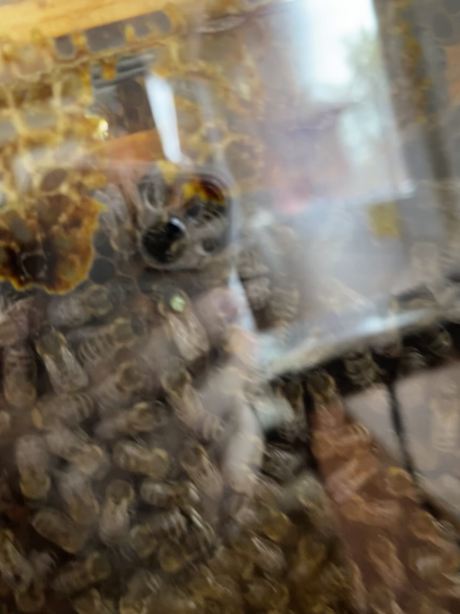 Les abeilles observées derrière la vitre de la ruche
