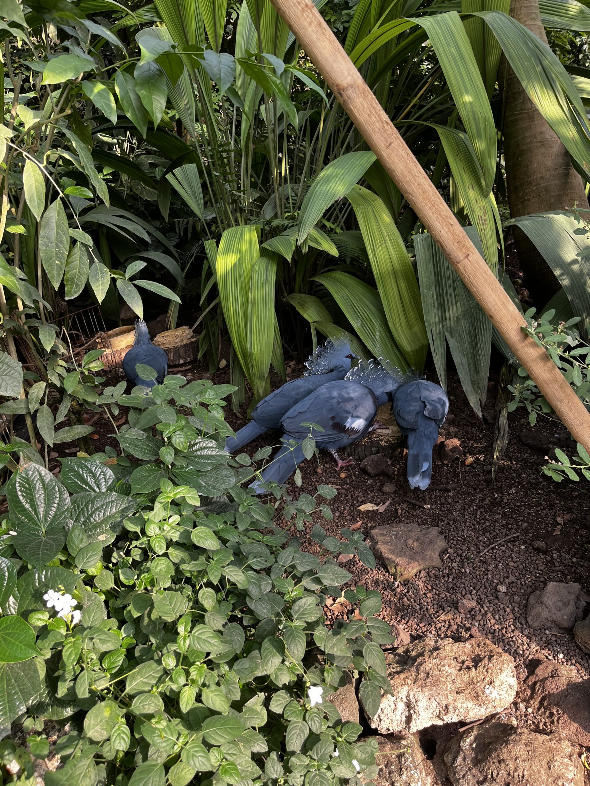 Oiseaux bleus au sol parmi les plantes tropicales