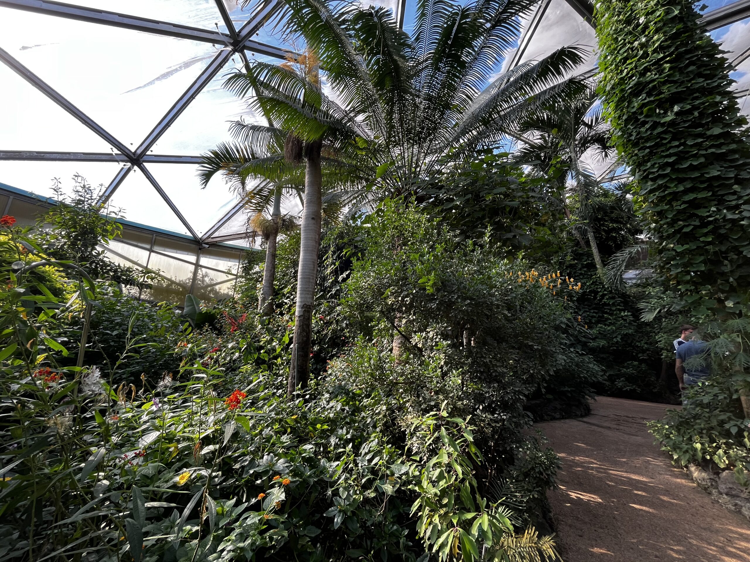 Palmiers et végétation sous la verrière du Papiliorama