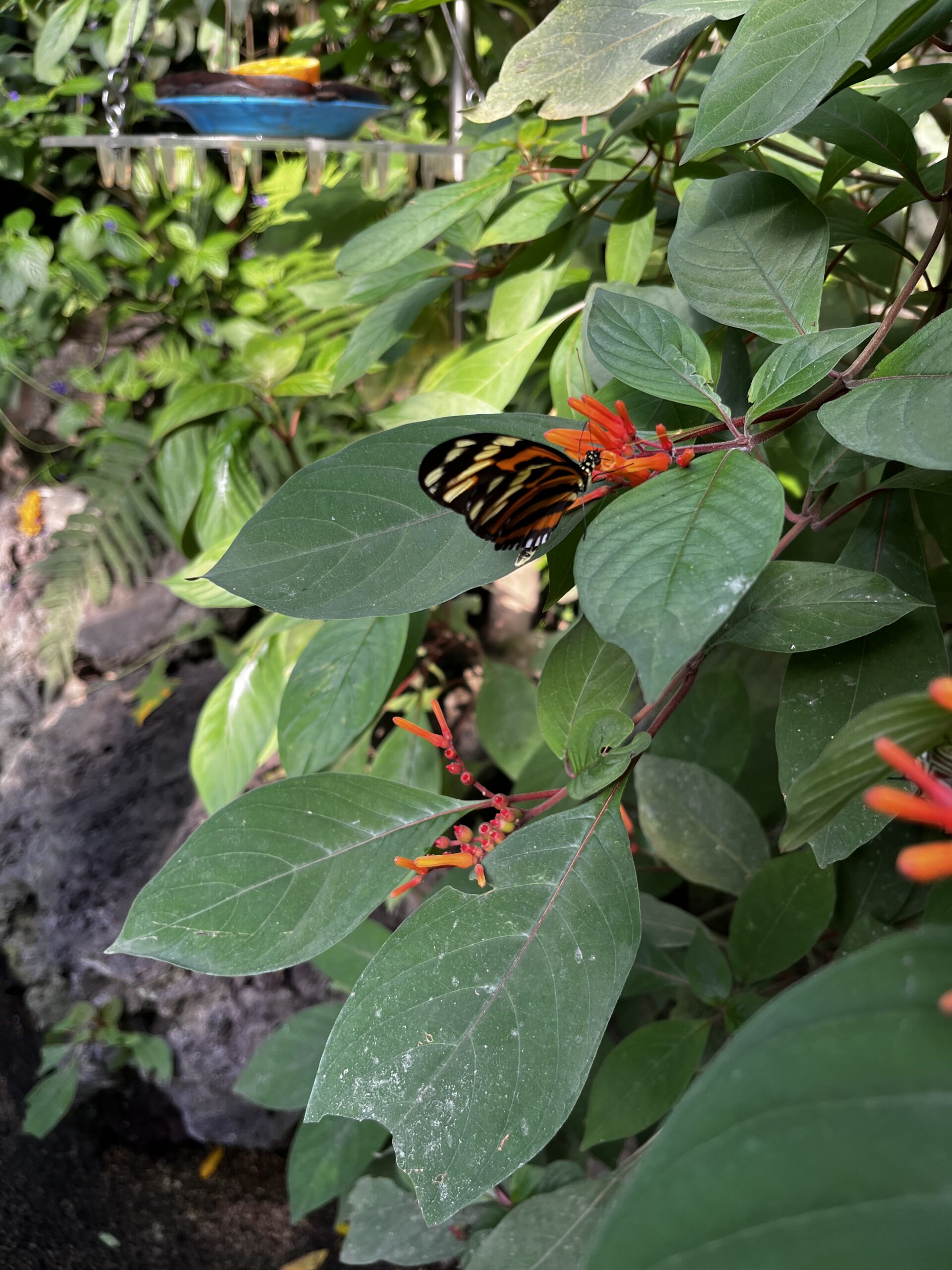 Papillon noir et orangé posé sur une fleur orange