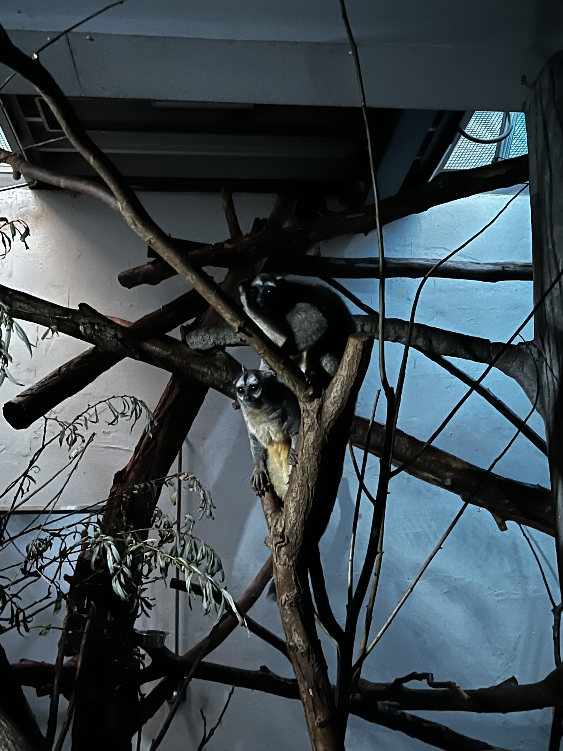 Deux animaux perchés sur des branches dans un espace sombre