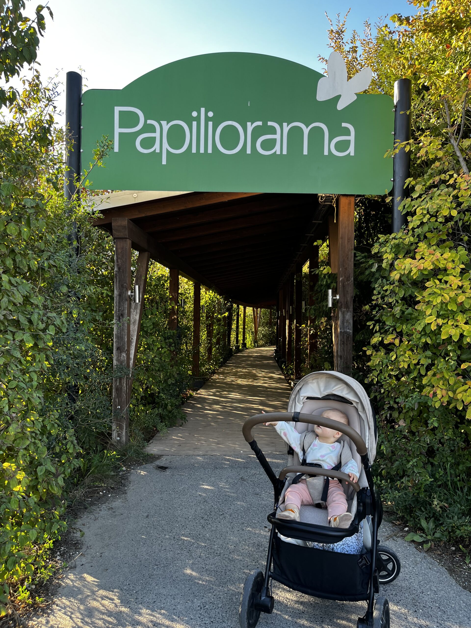 Patachou en poussette sous le panneau d’entrée du Papiliorama